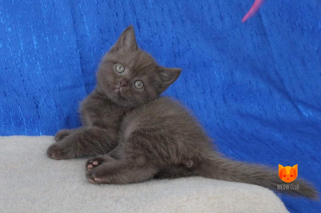 Christina Aguilera MeowClub *BY